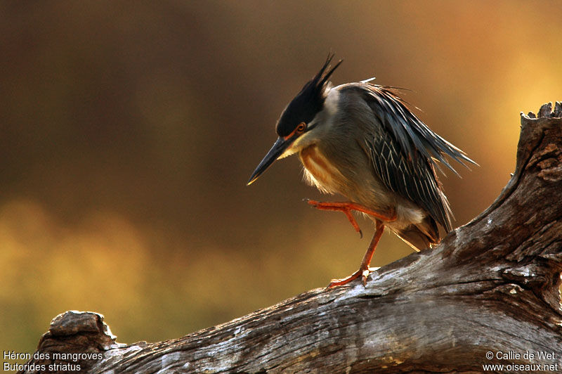 Héron des mangrovesadulte