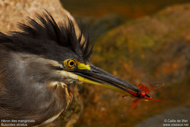 Little Heron
