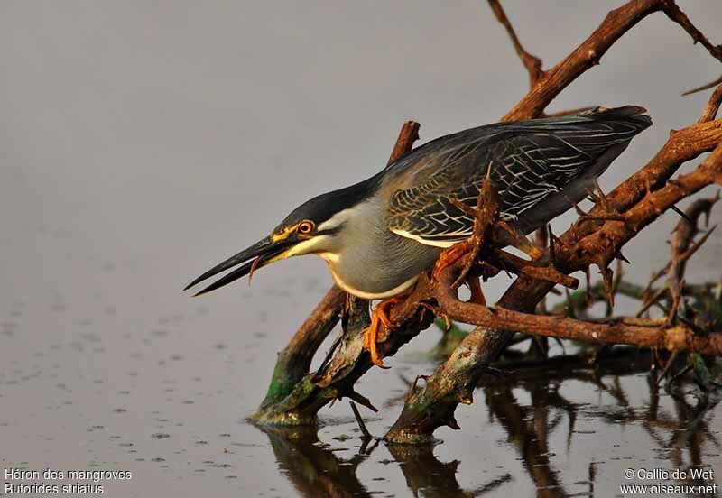 Héron des mangroves