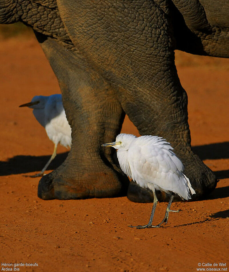 Western Cattle Egret