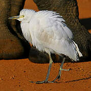 Western Cattle Egret