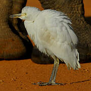 Western Cattle Egret