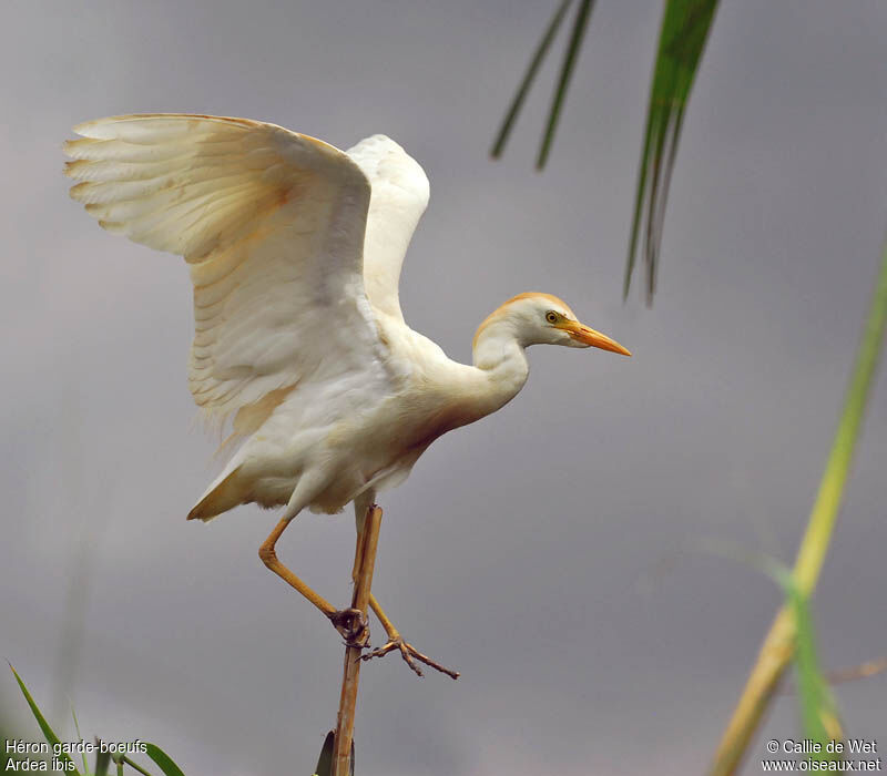 Western Cattle Egretadult