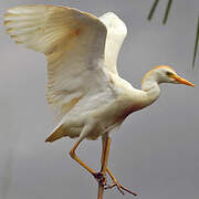 Western Cattle Egret