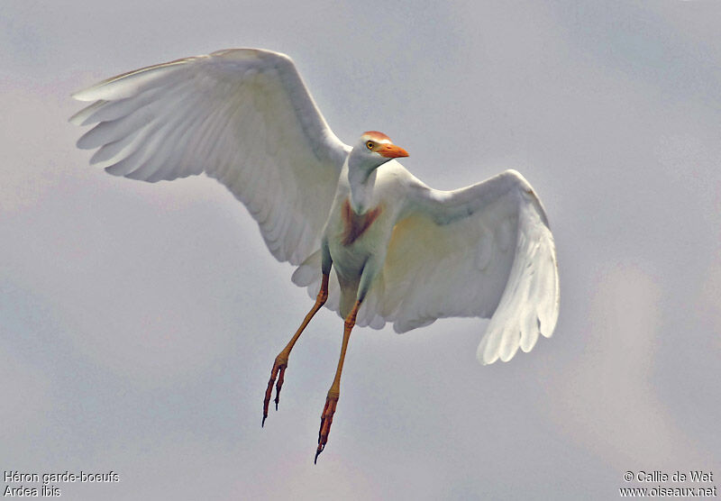 Western Cattle Egretadult