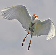 Western Cattle Egret