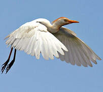 Western Cattle Egret