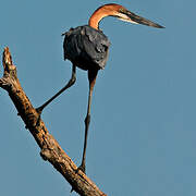 Goliath Heron