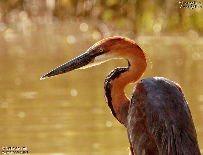 Goliath Heron