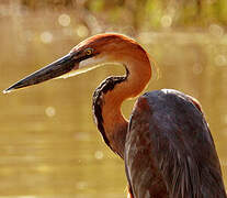 Goliath Heron