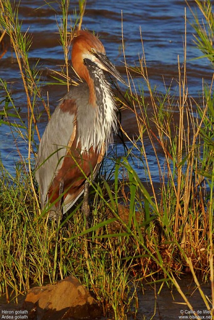 Héron goliath