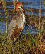 Goliath Heron