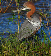 Goliath Heron