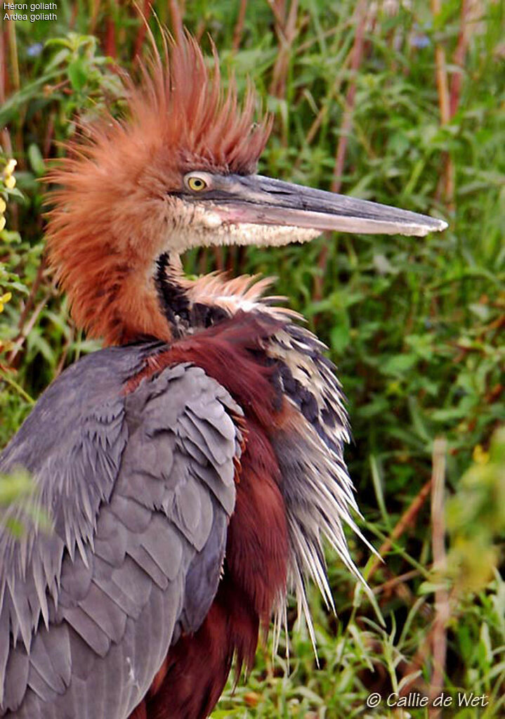 Héron goliath