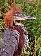 Goliath Heron