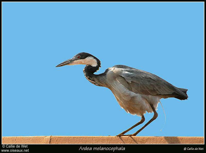 Black-headed Heronadult