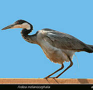 Black-headed Heron