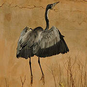 Black-headed Heron