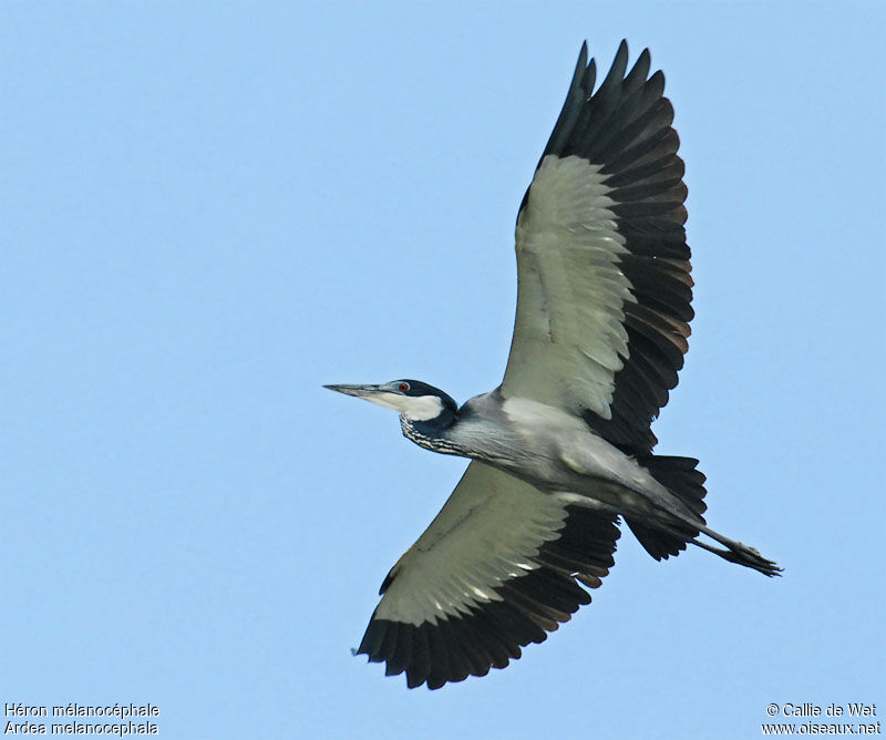 Black-headed Heronadult