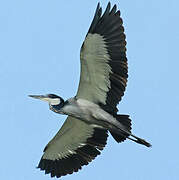 Black-headed Heron