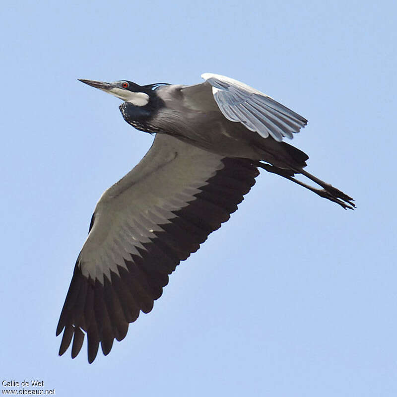 Black-headed Heronadult, Flight