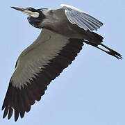 Black-headed Heron