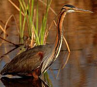 Purple Heron