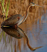 Purple Heron