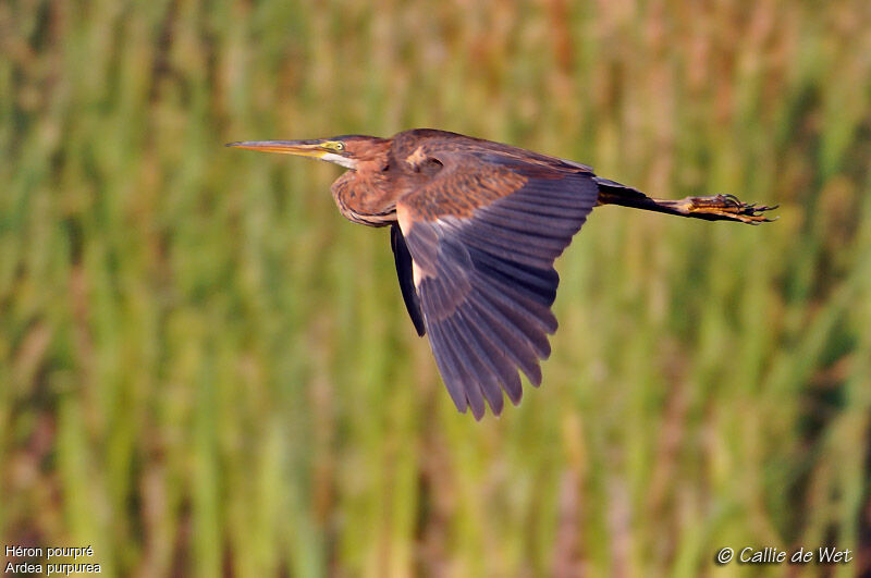 Purple Heronadult