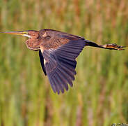 Purple Heron