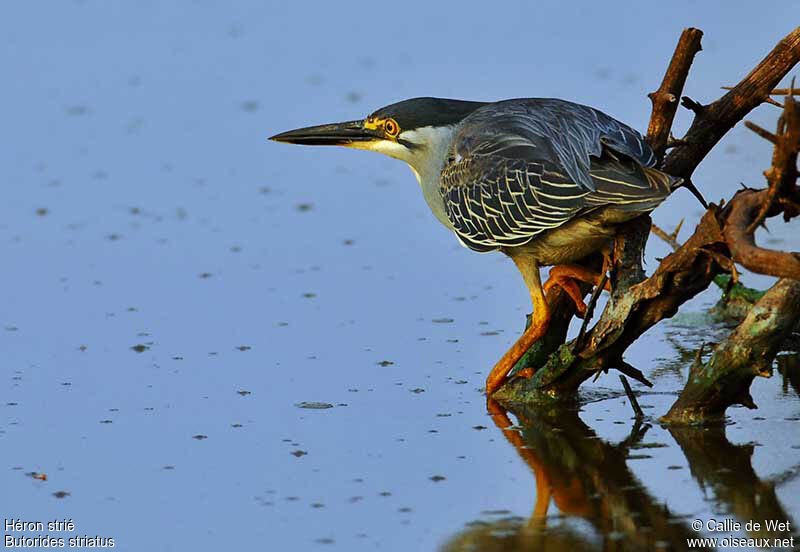 Striated Heronadult