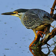 Striated Heron