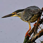 Striated Heron