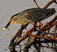 Striated Heron