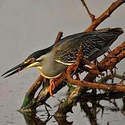 Striated Heron