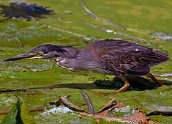 Striated Heron