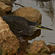 Striated Heron