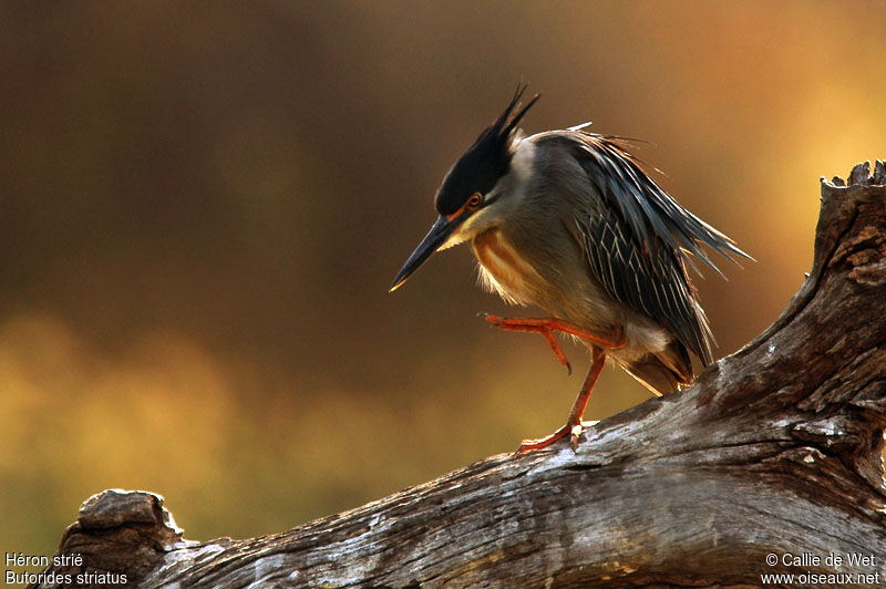 Striated Heronadult