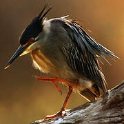 Striated Heron