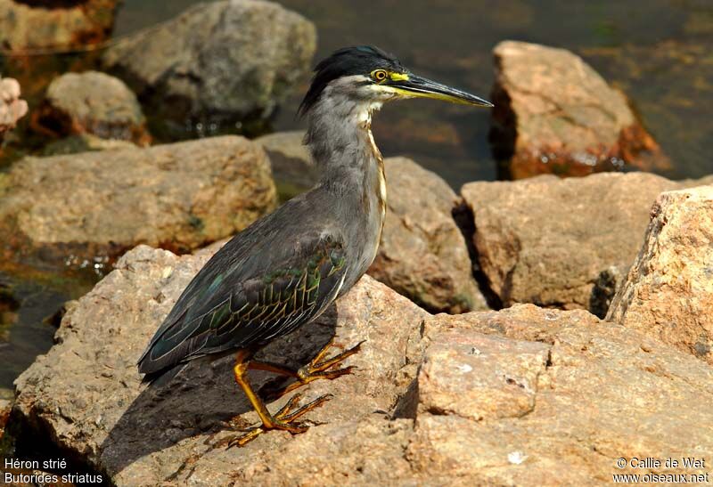 Striated Heron