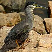 Striated Heron