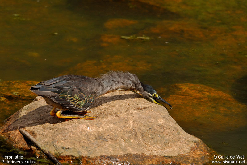 Striated Heron