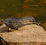 Striated Heron