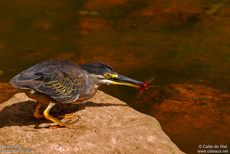 Striated Heron