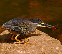 Striated Heron