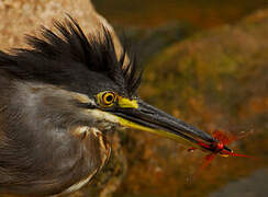 Striated Heron