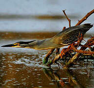 Striated Heron