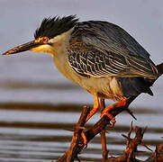 Striated Heron