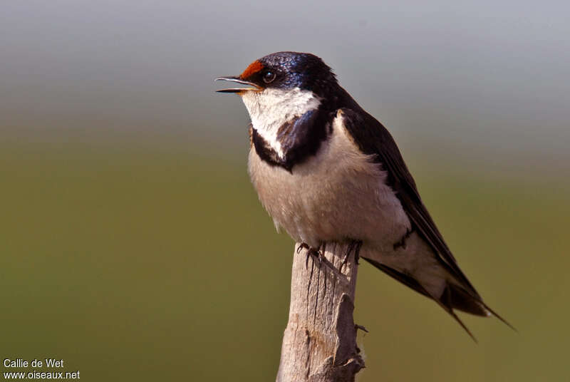 White-throated Swallowadult, identification