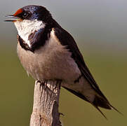 White-throated Swallow